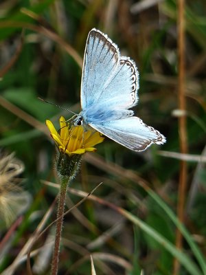 Chalkhill Blue - Bindon Hill 02.09.2018