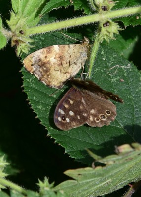 Speckled Wood pair - Coverdale 26.08.2024