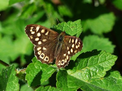 Speckled Wood - Langley Hall 29.03.2019