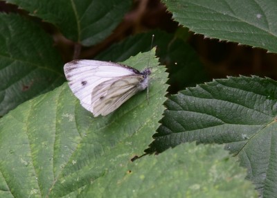 Green-veined White - Coverdale 27.08.2024