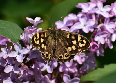 Speckled Wood female on Lilac - Coverdale 24.04.2020