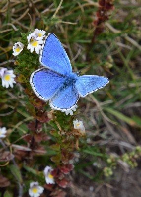 Adonis Blue - Fontmell Down 01.09.2024