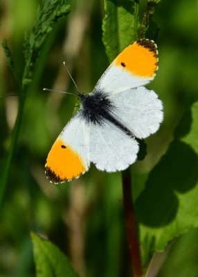 Orange-tip - Castle Hills 28.05.2022