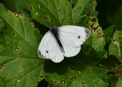 Green-veined White male - Oversley Wood 08.07.2024