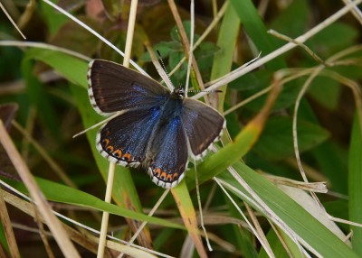 Adonis Blue female - Ballard Dawn 03.09.2024