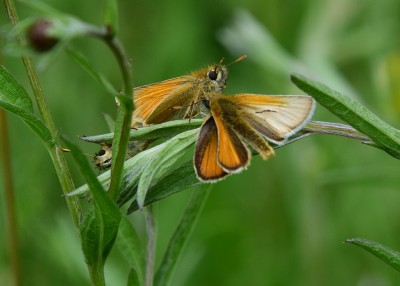 Small Skippers - Blythe Valley 06.06.2022