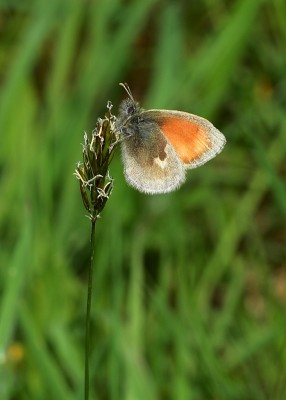 Small Heath - Castle Hills 25.05.2019