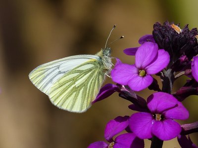 Green-veined White male - Coverdale 15.04.2017