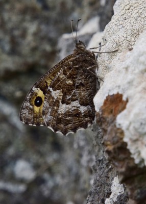 Grayling - Enys Head 07.08.2024