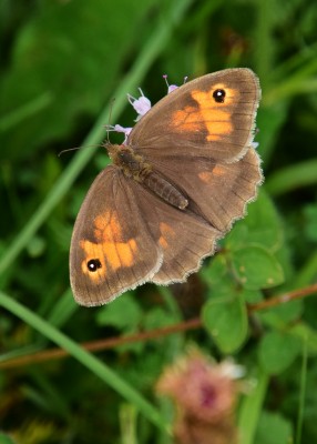 Meadow Brown - Old Winchester Hill 30.08.2021