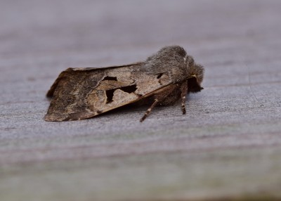 Hebrew Character - Coverdale 24.02.2021