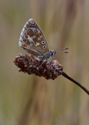 Adonis Blue - Durlston Country Park 02.09.2024