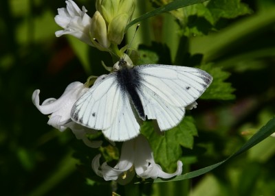 Green-veined White male - Coverdale 12.05.2021