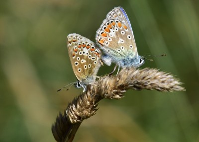 Common Blue pair - Kynance Cove 06.08.2024