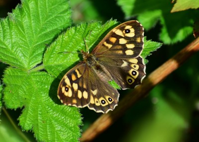 Speckled Wood female #2 - Coverdale 16.04.2020