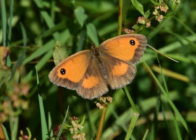 Gatekeeper female - Langley Hall 26.07.2024