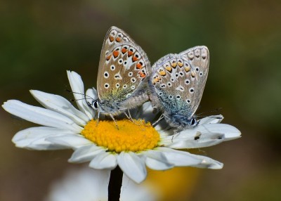 Common Blue pair - Blythe Valley 29.05.2020