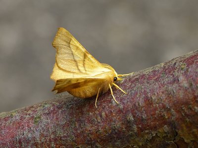 Dusky Thorn 08.07.2018. A late summer/autumn species really, this one was a little early.