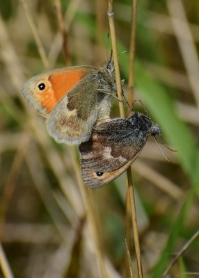 Small Heath - Osmington 31.08.2020