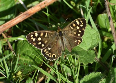 Speckled Wood male - Coverdale 19.04.2019