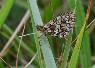 Small Pearl-bordered Fritillary - Enys Head 07.08.2024