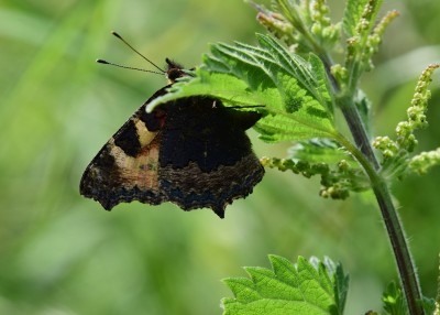 Small Tortoiseshell - Wagon Lane 23.07.2024