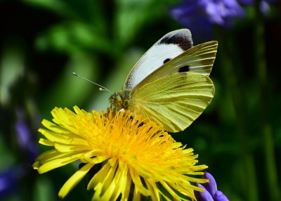 Large White - Coverdale 21.04.2020