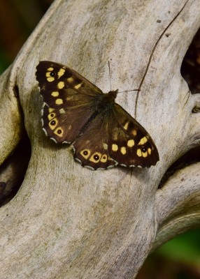 Speckled Wood - Coverdale 01.05.2023