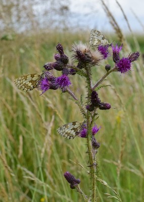 Marbled Whites - Snitterfield Bushes 06.07.2020