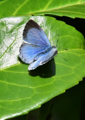 Holly Blue female - Coverdale 08.05.2022