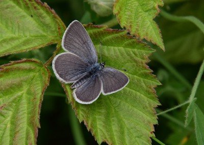 Small Blue - Bishops Hill 23.05.2023