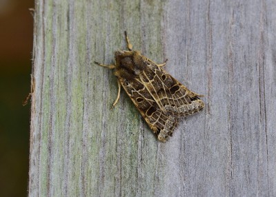 Lunar Underwing - Coverdale 20.09.2022