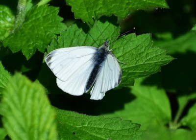 Green-veined White -  Coverdale 23.04.2020
