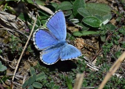 Adonis Blue - Durlston Country Park 01.09.2020
