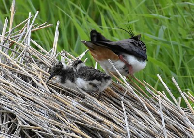 Lapwing and chicks - Leighton Moss 11.06.2019