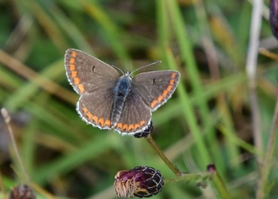 Brown Argus - Bindon Hill 04.09.2024