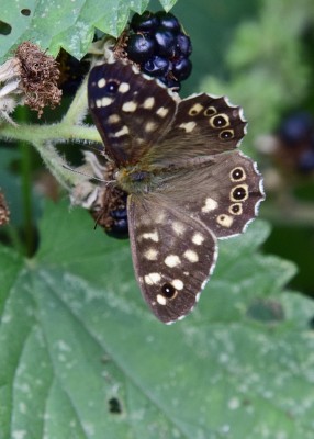 Speckled Wood male - Coverdale 27.08.2024