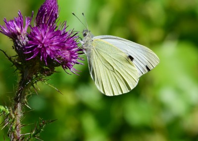 Large White - Snitterfield Bushes 14.07.2021