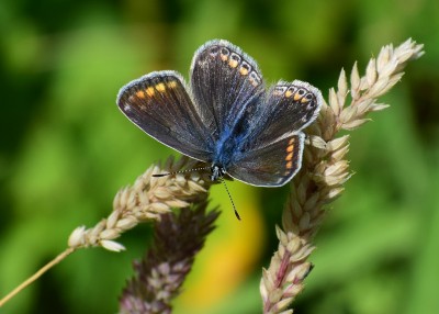 Common Blue female - Blythe Valley 24.07.2020