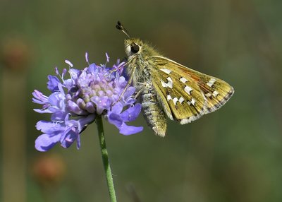 Silver-spotted Skipper - Aston Rowant 29.07.2019