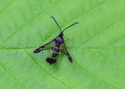 Currant Clearwing - Coverdale 13.06.2022