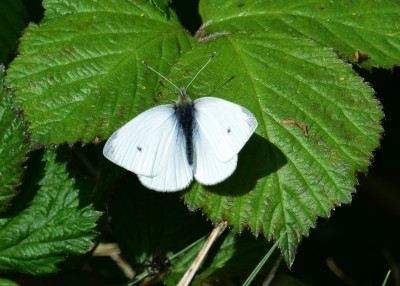 Small White male - Langley Hall 06.05.2022