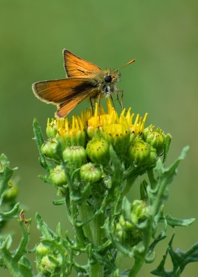 Small Skipper male - Wagon Lane 30.06.2020