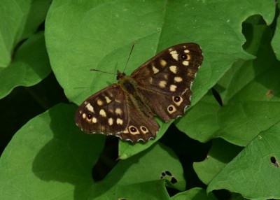 Speckled Wood - Langley Hall 08.09.2023