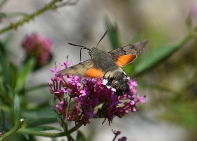 Hummingbird Hawk Moth - Worth Matravers 02.09.2019