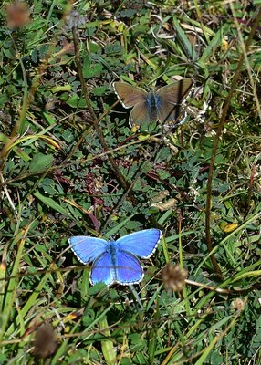 Adonis Blue male and female - Fontmell Down 01.09.2019