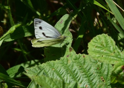 Green-veined White - Blythe Valley 31.07.2024