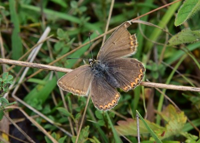 Chalk Hill Blue - OWH 06.09.2022
