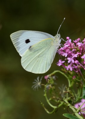 Large White - Lulworth Cove 04.09.2024