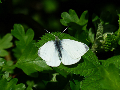 Small White - Coverdale 27.05.2016